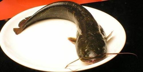 韩国鲶鱼爆料视频播放在线观看,独家内容在线观看揭秘