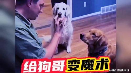 网红狗哥爆料吃瓜视频大全,吃瓜视频大全大放送！