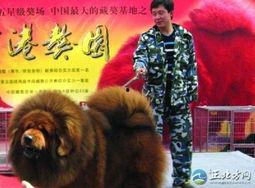 藏獒先生爆料视频大全最新,揭秘视频大全背后的惊人真相