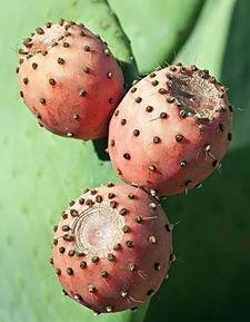 蛋仔皮肤仙人掌最新爆料,蛋仔皮肤仙人掌全新爆料，带你领略独特魅力