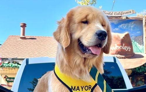 金毛市长娱乐吃瓜酱