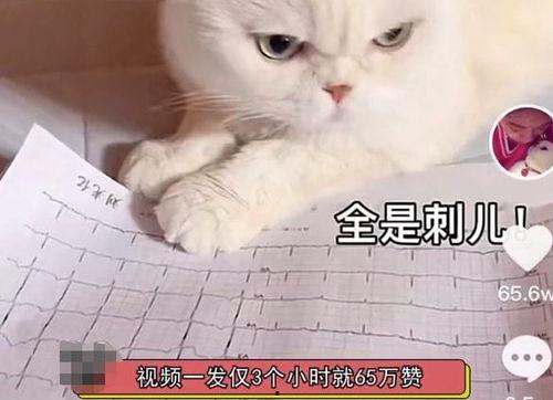 娱乐吃瓜君说刘二豆没了